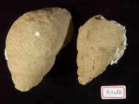 藏品(大織紋螺)的圖片